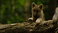 Dancing wolf puppy