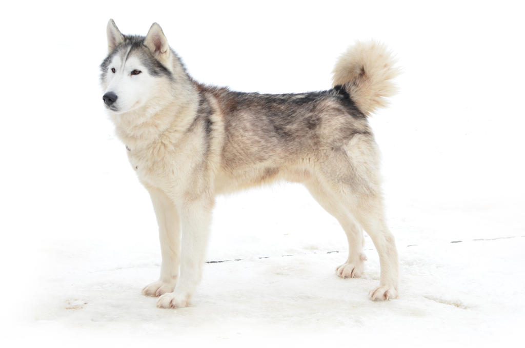 Husky Deviantart Siberian Husky 1 by Lakela on DeviantArt