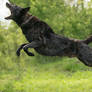 Dutch Shepherd Dog 2