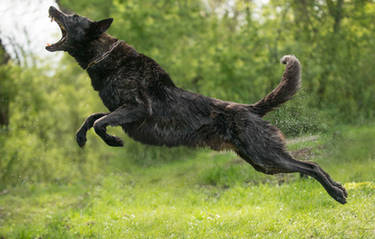 Dutch Shepherd Dog 2