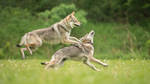 Czech Wolfdog 1 by Lakela Czech Wolfdog 1 by Lakela