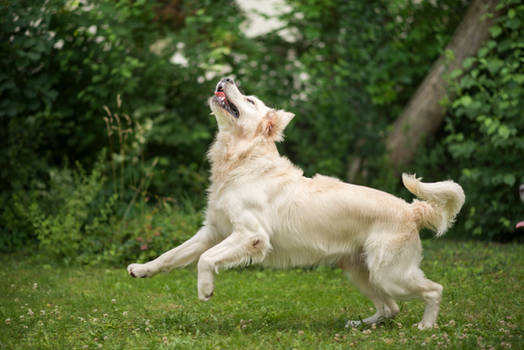 Golden Retriever1