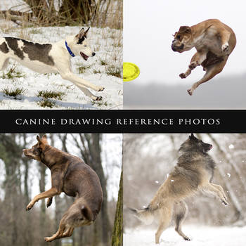 Canine Drawing Reference Photos