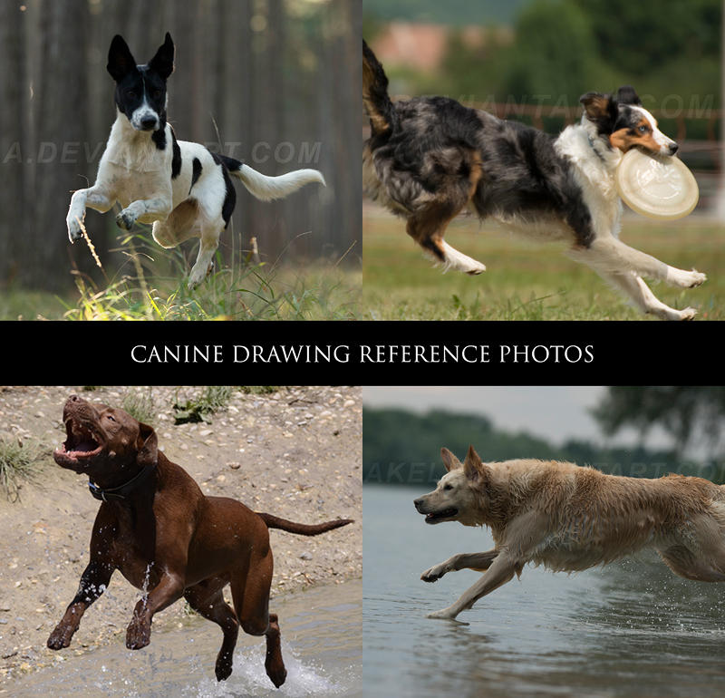 Canine Drawing Reference Photos 2 by Lakela on DeviantArt