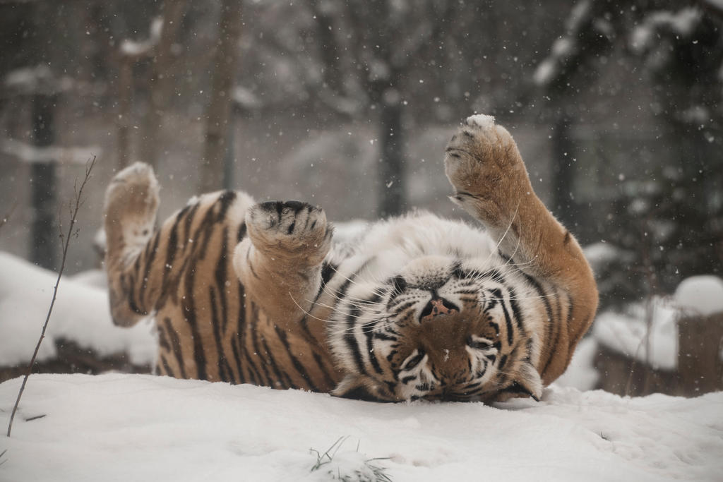 Tiger 35 by Lakela Tiger 35 by Lakela