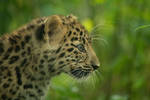 Leopard Cub 1 by Lakela