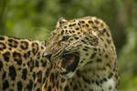 Leopard 3 by Lakela