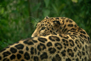 Leopard 4