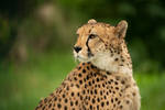 Cheetah 13 by Lakela