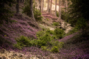 Styria 2