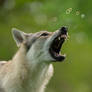 Wolfdog vs Bubbles 1