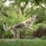 Wolfdog vs Bubbles 7