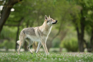 Wolfdog vs Bubbles 9