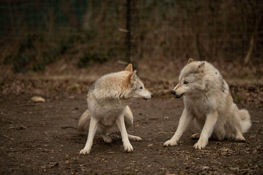 Wolves 2022 18