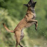 Malinois 2