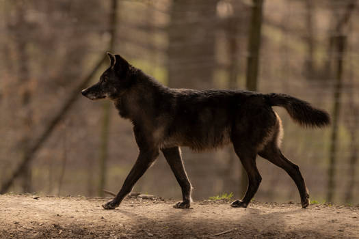 Black Wolf 6