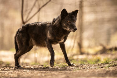 Black Wolf 8