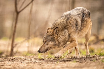 Grey Wolf 6