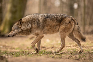 Grey Wolf 7