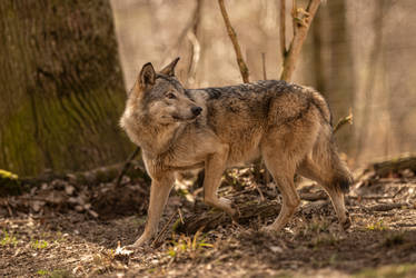 Grey Wolf 8