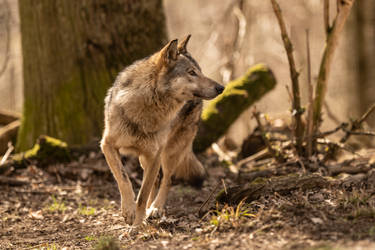 Grey Wolf 9