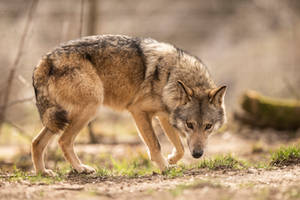 Grey Wolf 13