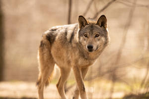 Grey Wolf 14