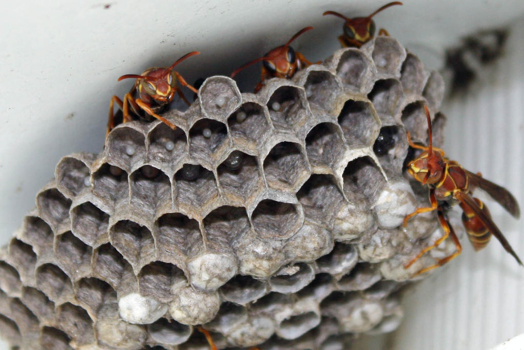 Wasp Nest