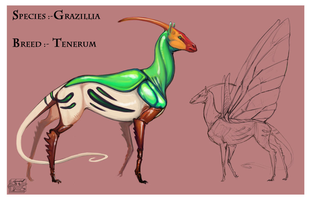 Grazillia Tenerum