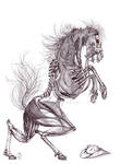 Skeleton Horse by Teggy