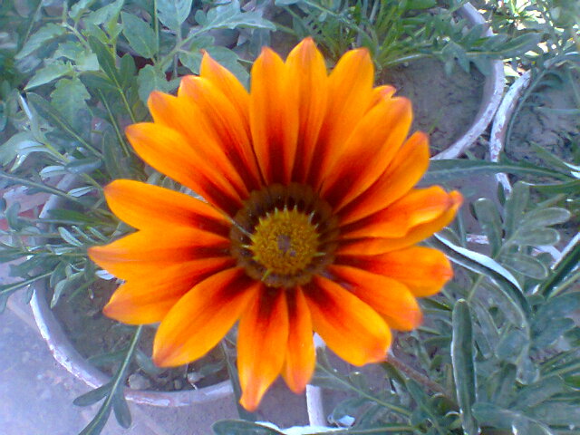 orange flower