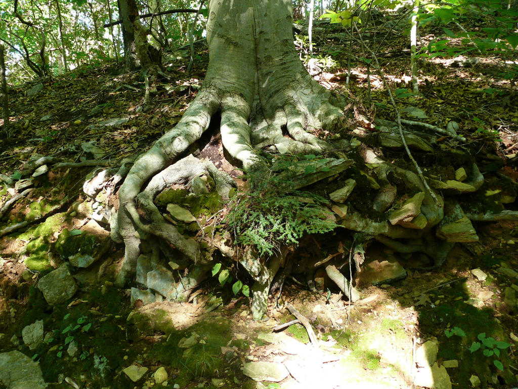 Doob Roots roots by donutcourage on DeviantArt