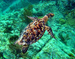 Hawksbill Sea turtle by GlassEyeSphynx