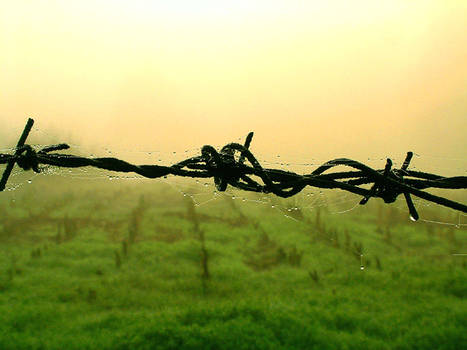 waterdrops on the net