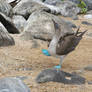 Sky-pointing blue-footed booby