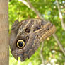 Owl Butterfly