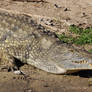 Nile Crocodile