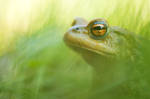 Bufo In Grass by MartinPrievalsky