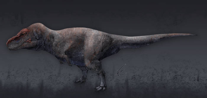 Undetermined Tyrannosaurus Subspecies