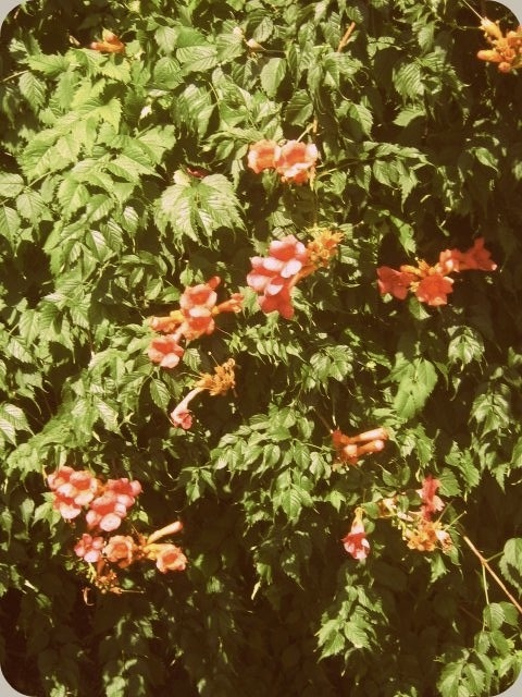 flowers