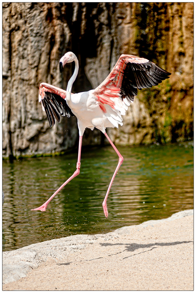 Crazy Flamingo