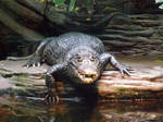 Caiman 3 by gurukitty