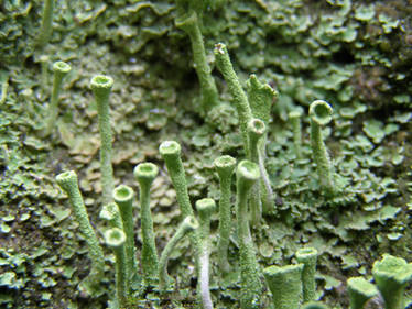 Alien fungi 6