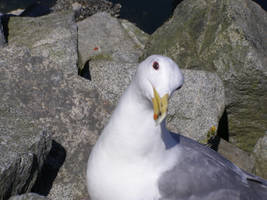 seagull 1