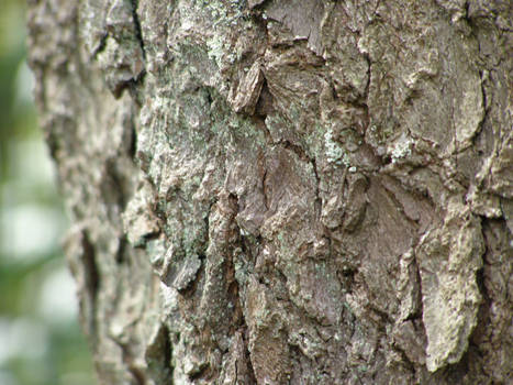 bark texture