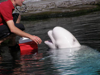 beluga eating by gurukitty