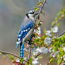 Blue Jay