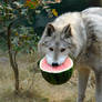 Wolf With a Watermelon