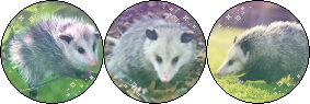 Possums! [Divider] (Request) by I-Stamps