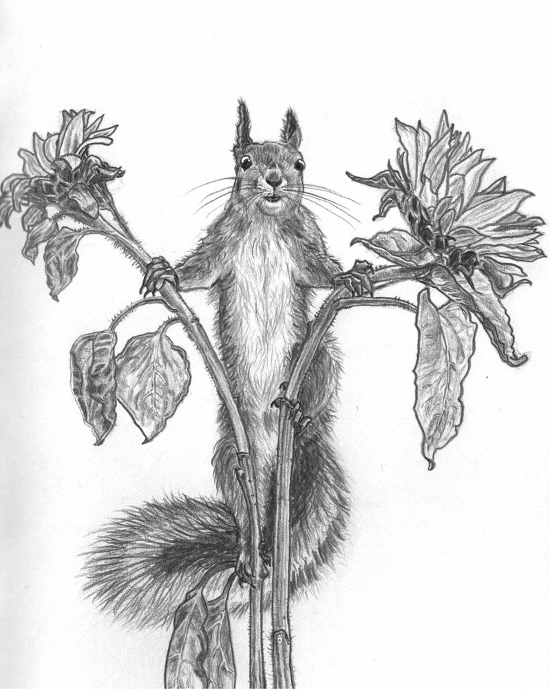 Cheeky Squirrel